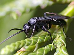 Spider Wasp